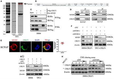 CRLF1–MYH9 Interaction Regulates Proliferation and Metastasis of Papillary Thyroid Carcinoma Through the ERK/ETV4 Axis